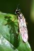 Dioctria linearis